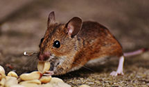 24 Hour & Emergency Exterminators in Guilford, NC